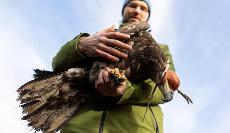Orel mořský se po mnohaměsíční léčbě mohl u Horní Cerekve vrátit do přírody
