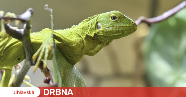 FOTO: Jihlavská zoo má nová mláďata leguána. Zatím to vypadá, že jsou to dvě samičky