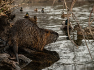KOMENTÁŘ: Krmení zvířat - fenomén, který se vymkl jakékoliv soudnosti