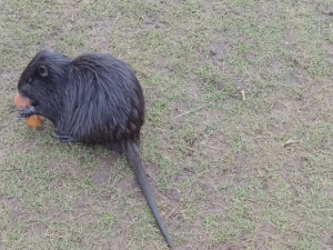 Nutrie požírá vyhozené uzeniny
