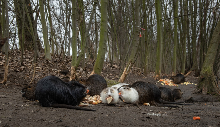 Krmení zvířat - fenomén, který se vymkl jakékoliv soudnosti