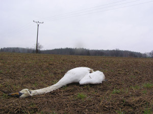 FOTO: Dráty elektrického vedení na Havlíčkobrodsku zabíjejí labutě. Ochránci jednají s energetiky