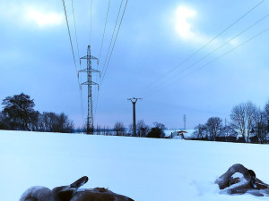 Dvě mladé labutě z prosince 2022