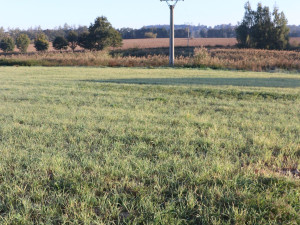 Linka 22 kV vedoucí přes kaskádu rybníků je každoročně příčinou úhynu labutí