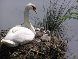 Hnízdiště labutě velké na Havlíčkobrodsku