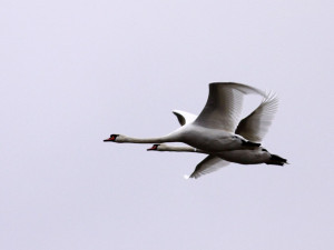 Labuť vážící 8 až 10 kilogramů je sice dobrý letcem, ale kvůli své hmotnosti nedokáže rychle změnit směr letu