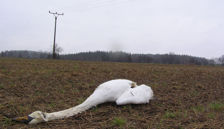 Dráty elektrického vedení na Havlíčkobrodsku zabíjejí labutě. Ochránci jednají s energetiky