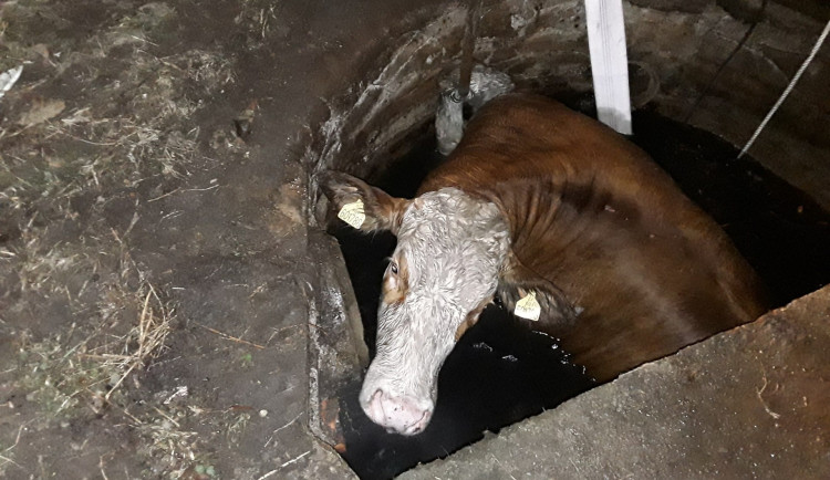 Velká záchranná akce na Třebíčsku. Téměř tunová kráva uvízla v jímce, vytáhli ji hasiči