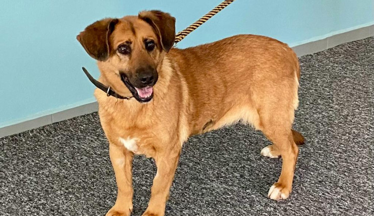 Fenka Fiona, která teď hledá nová domov