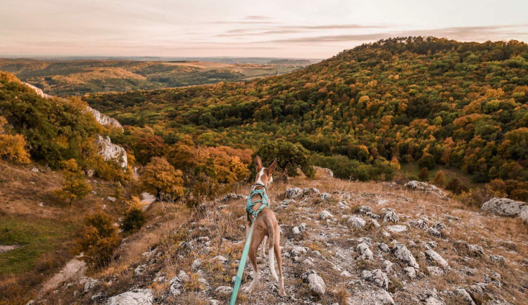 V Jizerkách se poprvé poběží unikátní orientační závod dogaining