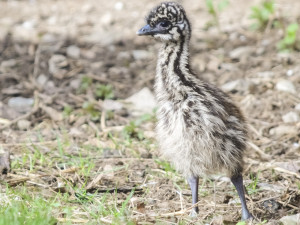 Jihlavská zoologická zahrada se chlubí novými mláďaty, jsou to dvoje čtyřčata z Austrálie