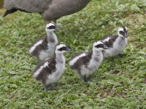 Jihlavská zoologická zahrada se chlubí novými mláďaty, jsou to dvoje čtyřčata z Austrálie