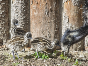 Jihlavská zoologická zahrada se chlubí novými mláďaty, jsou to dvoje čtyřčata z Austrálie