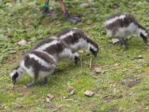 Jihlavská zoologická zahrada se chlubí novými mláďaty, jsou to dvoje čtyřčata z Austrálie