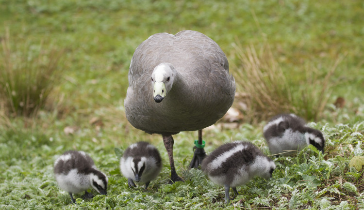 Ilustrační foto. Foto: poskytla Zoo Jihlava