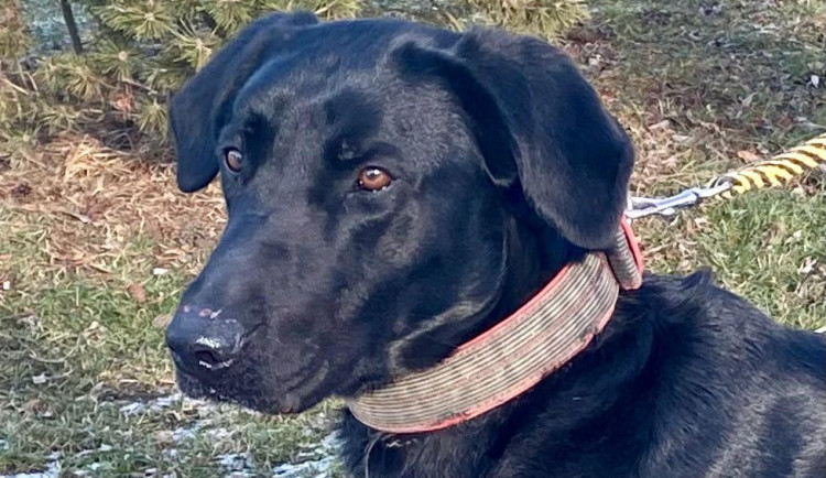 Dvouletého Rexe našli v Jihlavě, pobíhal na ulici. Moc veselých zážitků zatím nemá