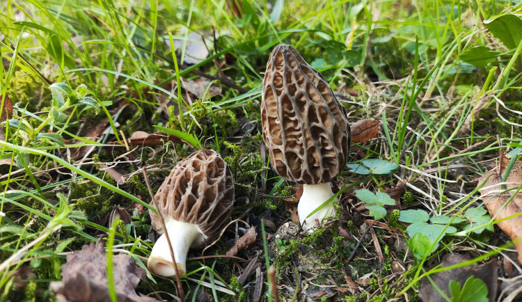 Smrže, vyhledávané jarní houby