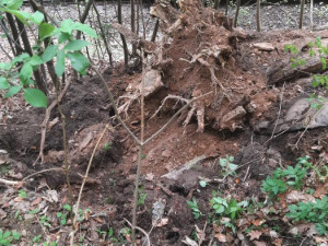 FOTO: Strojvedoucí nezvládl zabrzdit. Vlak s patnácti cestujícími na Žďársku narazil do stromu