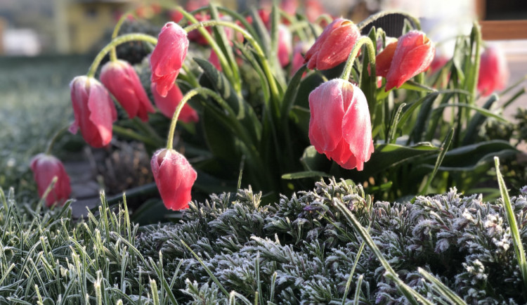 FOTO: Vysočina se probudila do mrazivého rána, v Jihlavě byly tři stupně pod nulou. Oteplení jen tak nepřijde