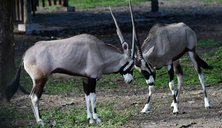 Olomoucká zoo již vypustila do výběhu stádo oryxů. Patří k nejúspěšnějším chovatelů v Evropě
