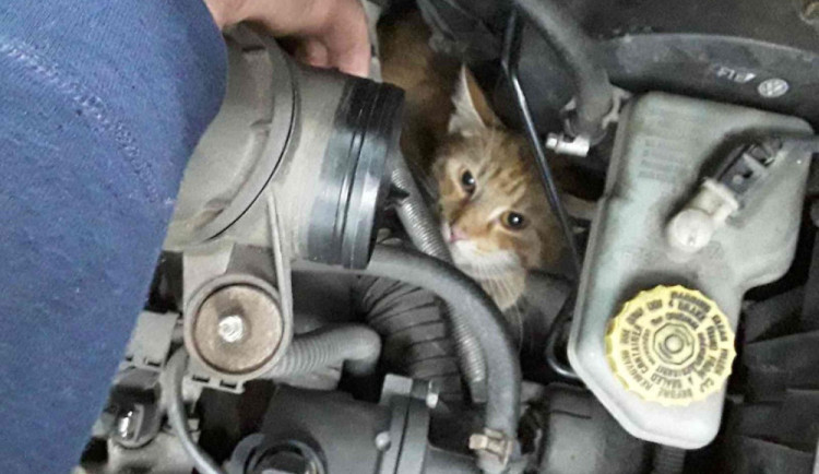 Ženě utekla kočka a schovala se pod kapotu auta. Vysvobodila ji až majitelka vozu