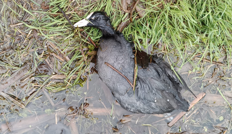 Žáci útočí na kachny u rybníku na Březinkách, říká muž z Jihlavy. Jednu vytáhl na břeh, už nedýchala