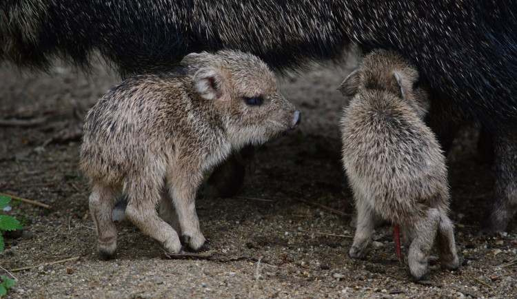 Nová mláďata u pekariů. Foto: poskytla Zoo Jihlava