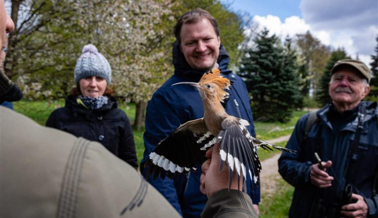 Dudek chocholatý. Foto: poskytl Kraj Vysočina