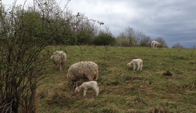 Stáda skotu, ovcí a koz se opět vrátí na pražské pastviny