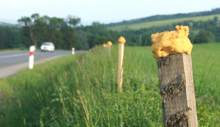 Na silnicích bude bezpečněji. Kraj Vysočina podpoří pachové ohradníky, které nevoní zvěři