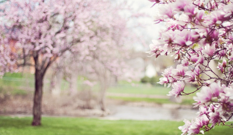 Ilustrační foto. Foto: pixabay.com