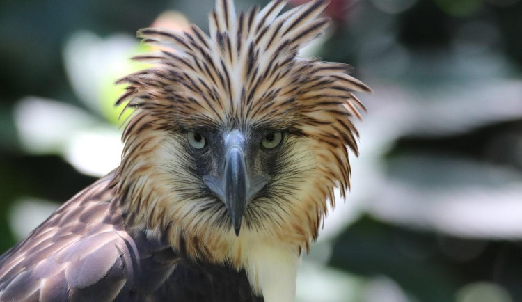Zoologická zahrada se zapojila do záchrany nejohroženějšího orla