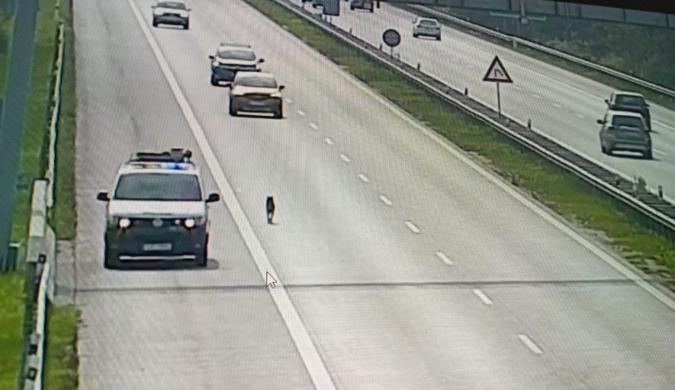 Po dálnici běhá husky. Prosíme majitele, aby volal linku 158, vzkazuje policie