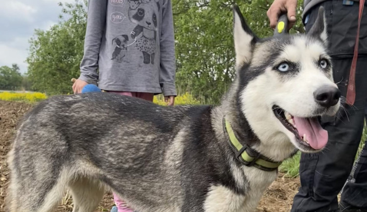 Pes Mia běhal po dálnici, vše skončilo dobře. Foto: poskytla Policie ČR