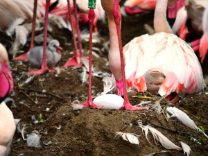 VIDEO: Jihlavskou zoo se nese křik malých plameňáků. Nejraději se schovávají v peří svých matek