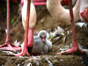 VIDEO: Jihlavskou zoo se nese křik malých plameňáků. Nejraději se schovávají v peří svých matek