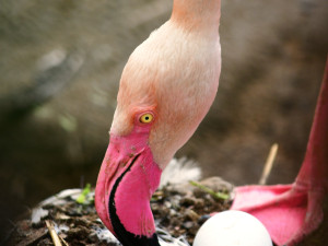 VIDEO: Jihlavskou zoo se nese křik malých plameňáků. Nejraději se schovávají v peří svých matek