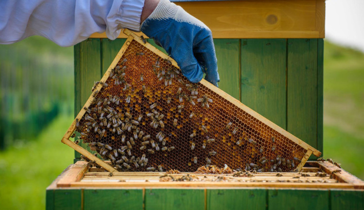 Dnes je Mezinárodní den včel. Pět úlů má i dukovanská elektrárna, už od roku 2021
