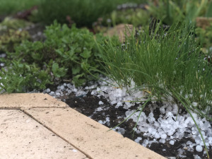 VIDEO: Bílo na Jihlavsku. Divoký závěr víkendu, zahrádkáři sčítají škody po supercelární bouři a kropobití