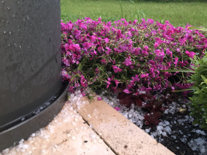 VIDEO: Bílo na Jihlavsku. Divoký závěr víkendu, zahrádkáři sčítají škody po supercelární bouři a kropobití