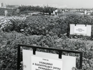 Pokusná políčka v roce 1985