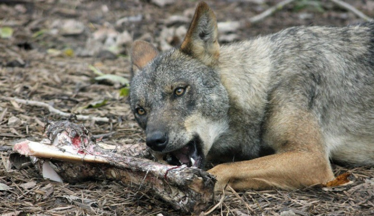 Na Vysočině hrozí útoky vlků. Ochránci přírody radí lidem dávat si pozor na svá zvířata
