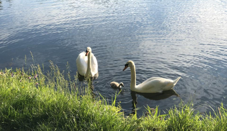 Lidé na sítích řeší úhyn labutích mláďat v Jihlavě. Na vině je asi nevhodné krmení od lidí, říkají místní ochránci