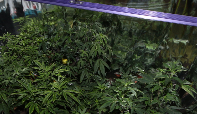 Pěstírna konopí v bytě muže z Jihlavska. Foto: poskytla Policie ČR