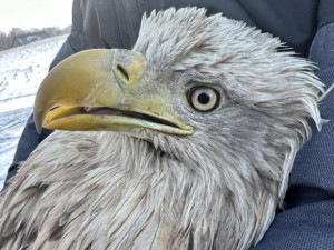 Na Vysočině hnízdí rekordní počet orlů mořských. Je mezi nimi i ten, který v lednu přežil otravu jedem