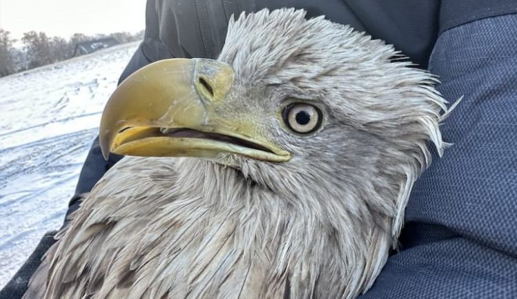 Na Vysočině hnízdí rekordní počet orlů mořských. Je mezi nimi i ten, který v lednu přežil otravu jedem. Foto: poskytl Tomáš Bělka