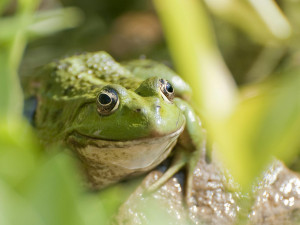 U rybníka na Třebíčsku budou žáby před auty chránit trvalé zábrany u silnice