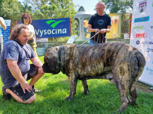 Do Pelhřimova dorazil nejtěžší pes v ČR. Uriáš váží 125 kilo, miluje řeku, denně spořádá 1,5 kilogramů granulí