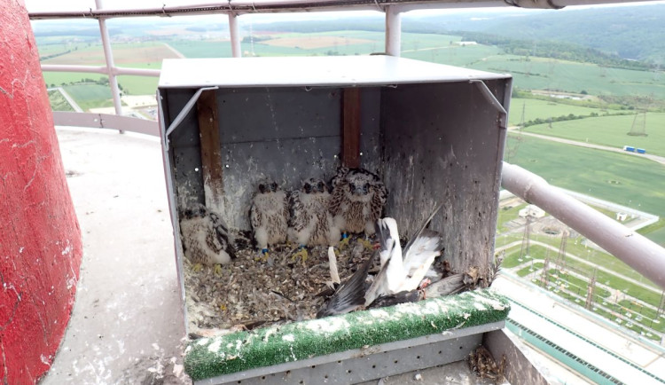 I letos se zadařilo. Na komíně v dukovanské elektrárně se narodili sokoli, jména mají podle zlatých hokejistů