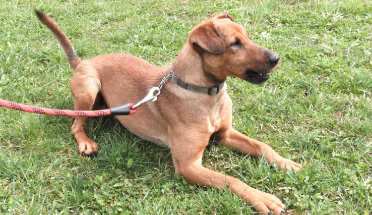 Akční Bohoušek miluje dlouhé procházky. Venčitelé v útulku ho mají nejraději